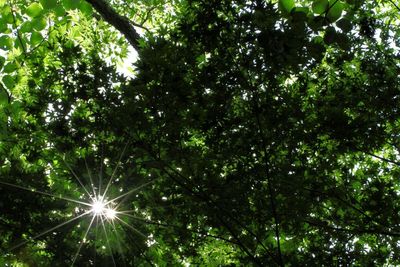 Low angle view of trees