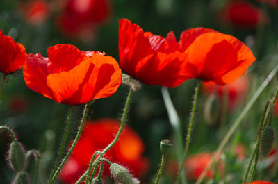 Close-up of red poppy flowers on field