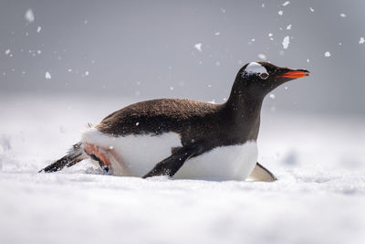 Gentoo penguin body surfing through sunlit snow