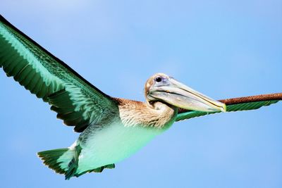 Low angle view of pelican flying in blue sky