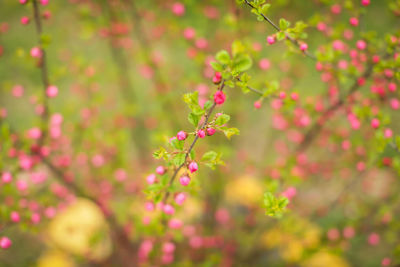 Close-up of pink flowering plant