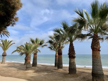 Palm trees on beach against sky