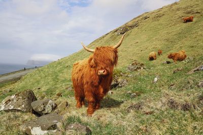 Cow standing in a field