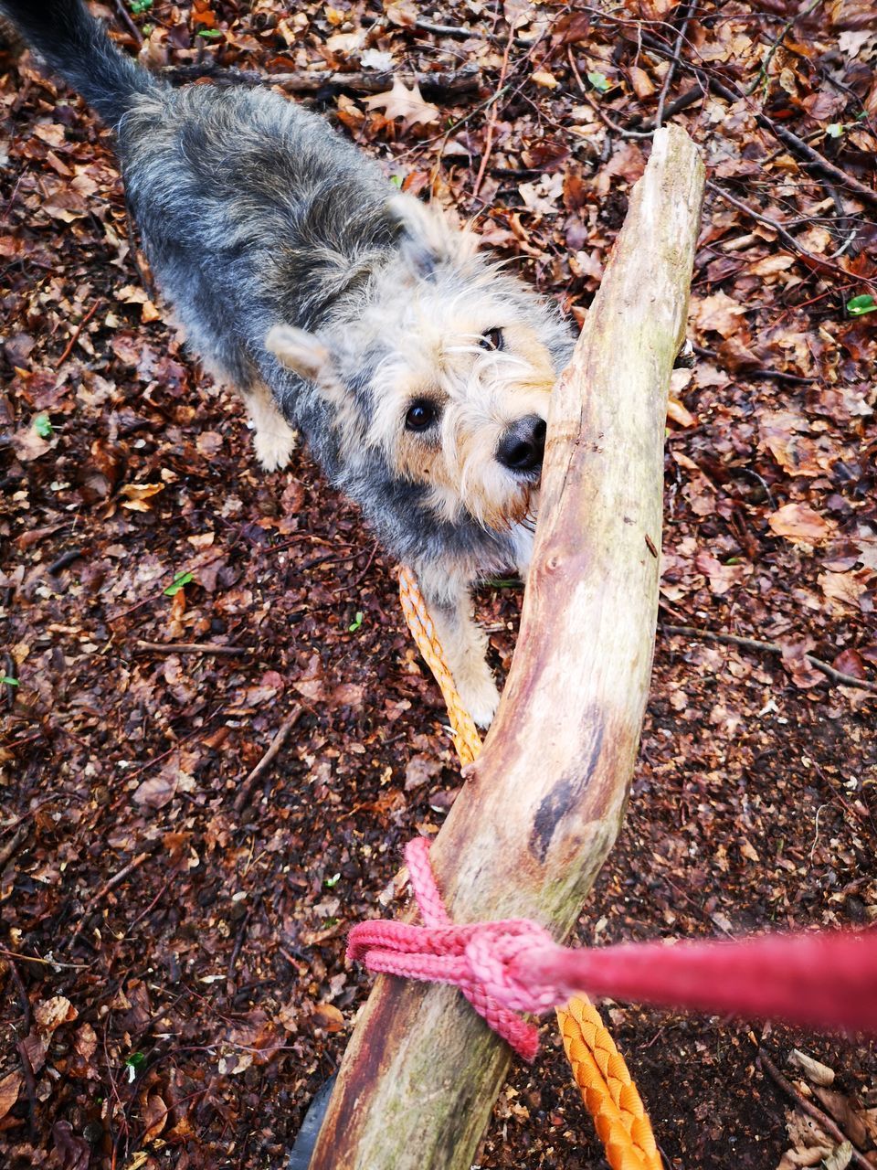 HIGH ANGLE VIEW OF DOG ON LAND