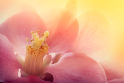 Close-up of flower