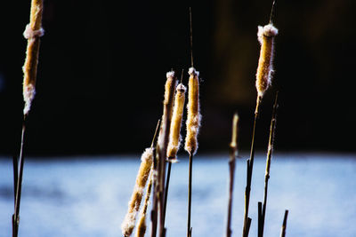 Close-up of frozen plant against sky