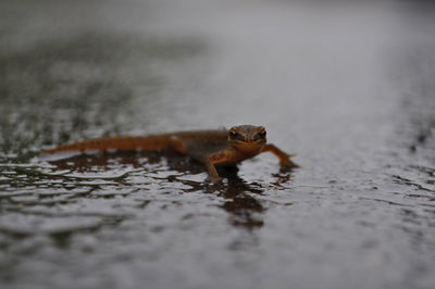 Close-up of lizard