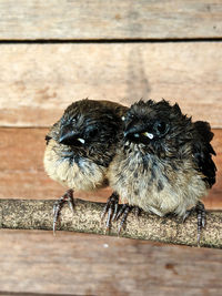 High angle view of birds on wood