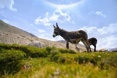 View of horse on field against sky