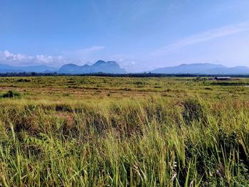 Scenic view of field against sky