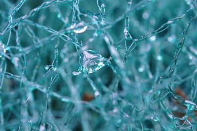 Close-up of frozen water drops on plant