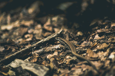 Close-up of lizard on field