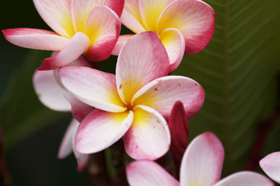 Close-up of pink frangipani flowers