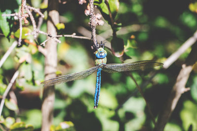 Close-up of bird perching on branch