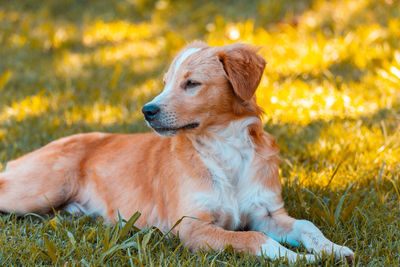 Dog relaxing on field