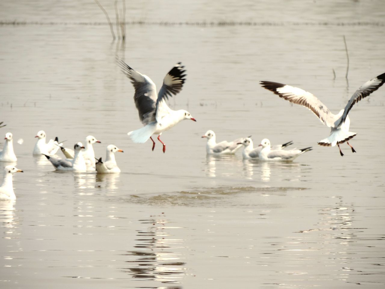 FLOCK OF SEAGULLS AT LAKE