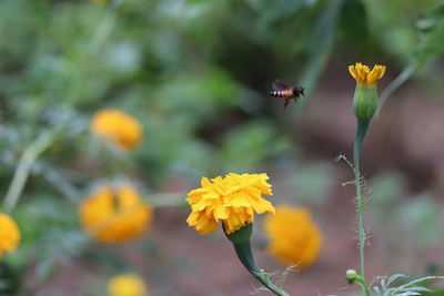 Close-up of bee pollinating on yellow marigold  flower
