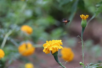 Close-up of bee pollinating on yellow flower