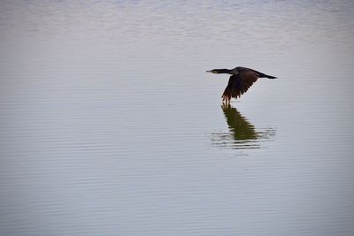 Bird flying over lake