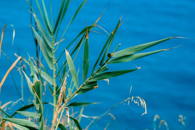 Close-up of plant against blue water