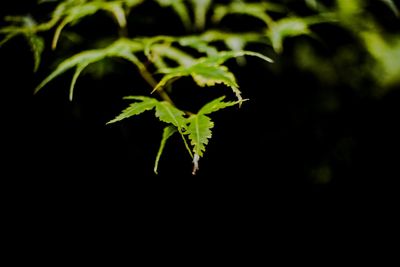 Close-up of leaves