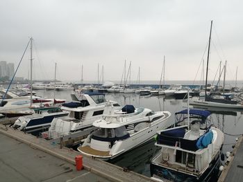 Sailboats moored in harbor