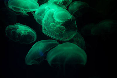 Close-up of jellyfish in sea