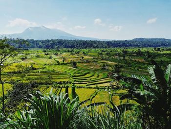 Scenic view of agricultural field against sky