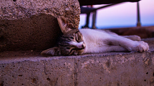 Close-up of a cat sleeping