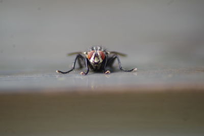 Close-up of spider