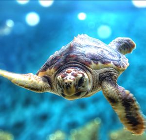 Portrait of turtle underwater at monterey bay aquarium