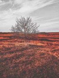 Bare tree on field against sky