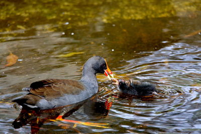 Ducks swimming in lake