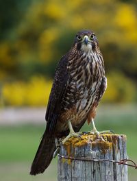 Close-up of owl perching on wooden post