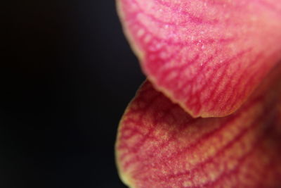 Close-up of pink flower against black background