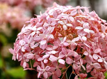 Close-up of pink flowers blooming in park