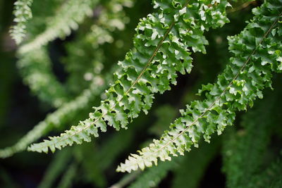 Close-up of green leaves