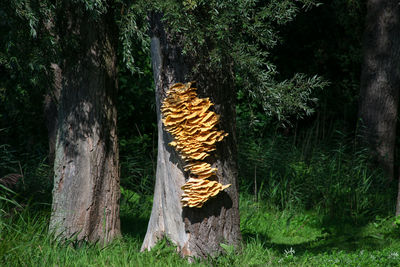 View of trees in forest