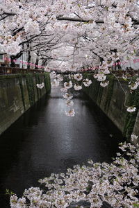 Cherry blossoms in water