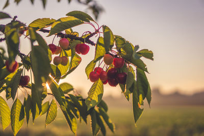 Close-up of berries on plant against sky