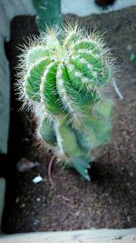 Close-up of cactus plant