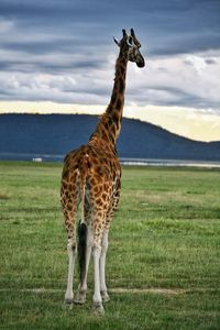 Giraffe standing on grassy field at masai mara national reserve