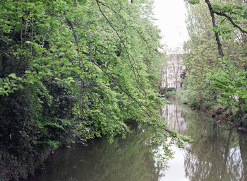 Reflection of trees in river