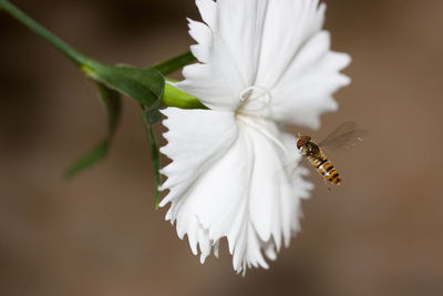 Close-up of bee on white flower