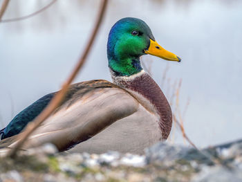 Mallard male is looking at camera. duck portrait. close-up. blurred background