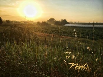 Scenic view of field against sky during sunset