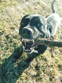 Portrait of dog on field