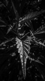 Close-up of leaf on tree during winter