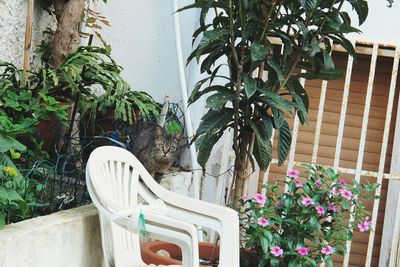 Potted plants on the wall