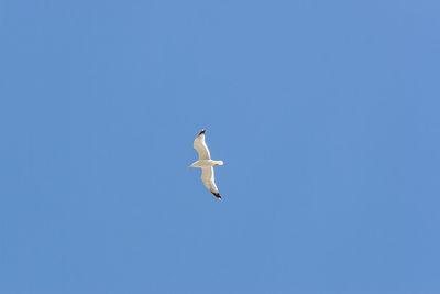 Low angle view of seagull flying in sky